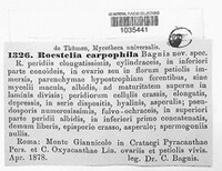 Roestelia carpophila image